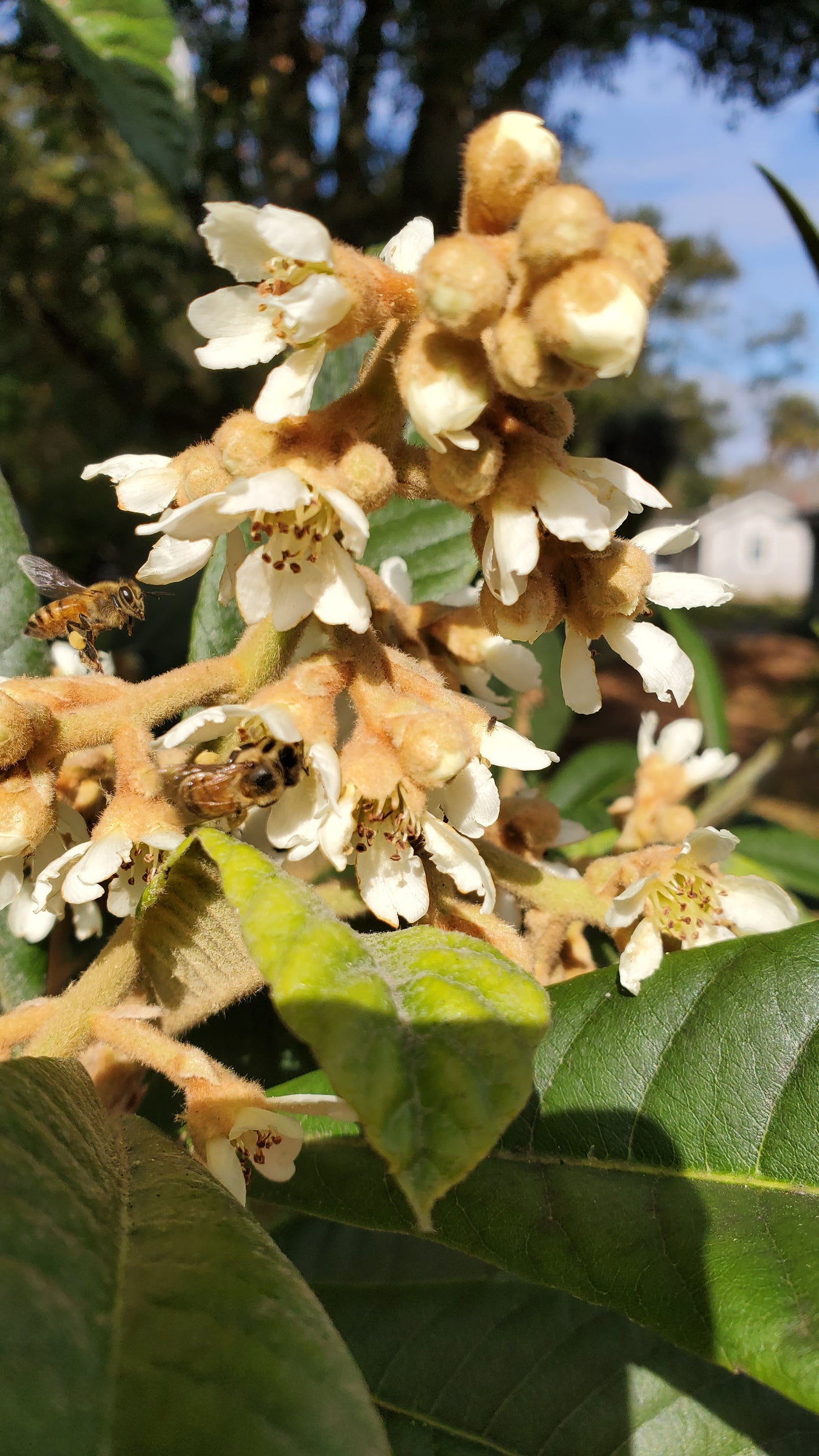 Florida Wildflower Honey 1 Lb. Squeeze Bottle