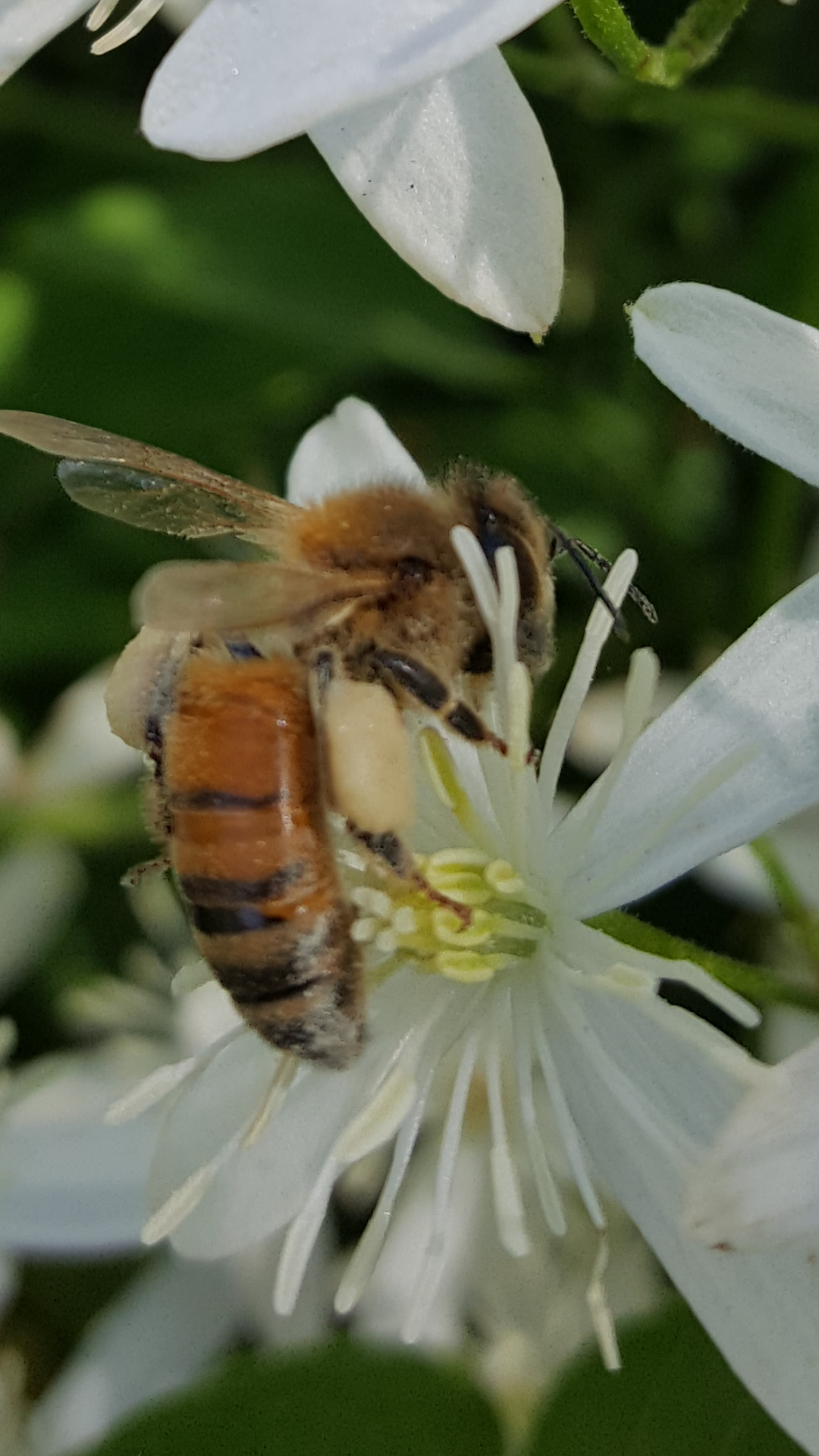 Florida Wildflower Honey 1 Lb. Squeeze Bottle