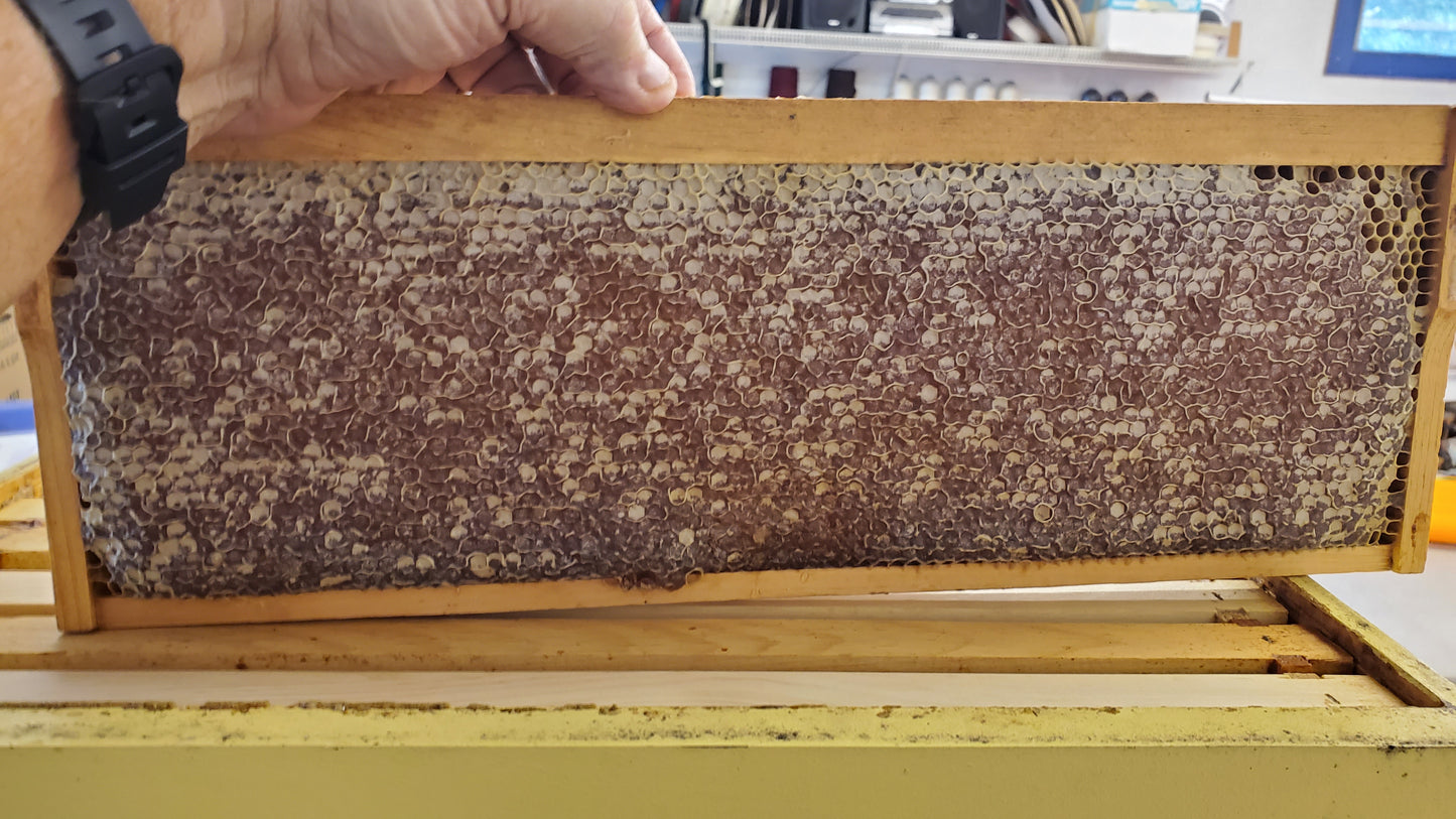Hand holding a honeycomb frame with bees in an indoor setting